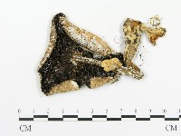 藏品(傘菌屬)的圖片