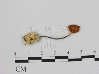 藏品(小皮傘屬)的圖片