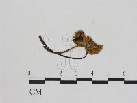 藏品(小菇屬)的圖片