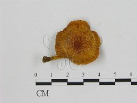 藏品(小菇屬)的圖片