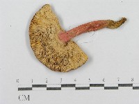 藏品(紅菇屬)的圖片