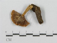 藏品(紅菇屬)的圖片