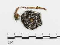 藏品(傘菌屬)的圖片