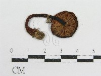 藏品(粉褶菌屬)的圖片