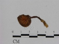 藏品(小菇屬)的圖片