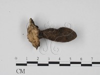 藏品(炭角菌屬)的圖片