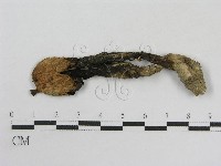 藏品()的圖片