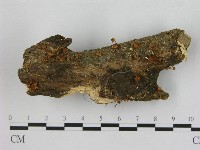 藏品(小菇屬)的圖片