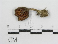 藏品(粉褶菌屬)的圖片