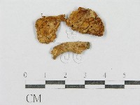 藏品(紅菇屬)的圖片