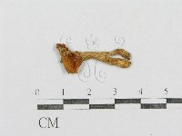 藏品(紅菇屬)的圖片