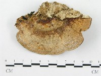 藏品(硬孔菌屬)的圖片