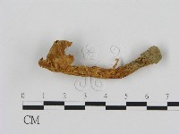 藏品(濕傘屬)的圖片