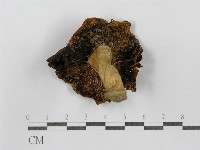 藏品(紅菇屬)的圖片