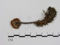 藏品(乳菇屬)的圖片