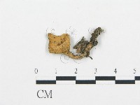 藏品(杯傘屬)的圖片