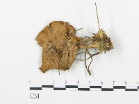 藏品(杯傘屬)的圖片