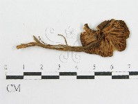 藏品(粉褶菌屬)的圖片