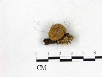 藏品(地星屬)的圖片