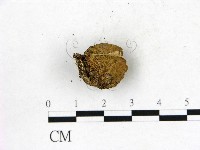 藏品(地星屬)的圖片