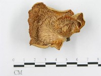 藏品(糙皮側耳)的圖片