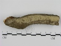 藏品(剛毛絲皮菌)的圖片