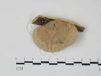 藏品(栓菌屬)的圖片