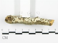 藏品()的圖片