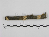 藏品(銳孔菌屬)的圖片