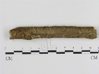 藏品(刺革菌屬)的圖片