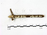 藏品(刺皮菌屬)的圖片