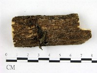 藏品(木耳屬)的圖片