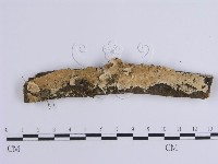 藏品(齒耳菌屬)的圖片