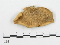 藏品(多孔菌屬)的圖片