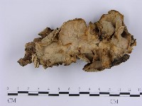 藏品(韌革菌屬)的圖片