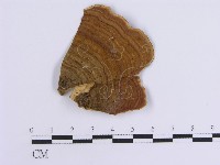 藏品(韌革菌屬)的圖片