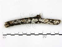 藏品(刺皮菌屬)的圖片