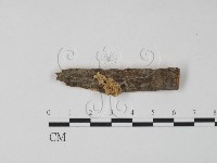 藏品(銀耳屬)的圖片