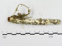 藏品(革墊菌屬)的圖片