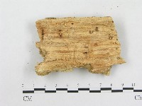 藏品(革墊菌屬)的圖片