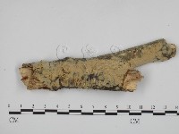 藏品(叉絲革菌屬)的圖片