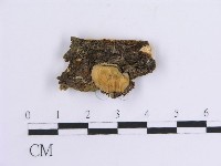 藏品(韌革菌屬)的圖片