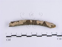 藏品(韌革菌屬)的圖片