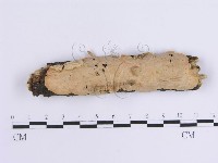 藏品(韌革菌屬)的圖片