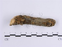 藏品(韌革菌屬)的圖片