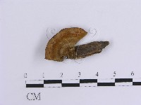 藏品(韌革菌屬)的圖片