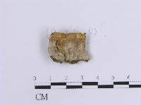 藏品(韌革菌屬)的圖片