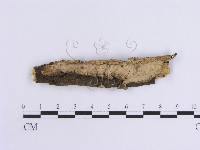 藏品(韌革菌屬)的圖片