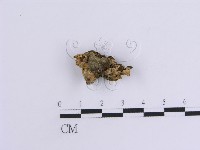 藏品(韌革菌屬)的圖片