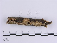 藏品(韌革菌屬)的圖片